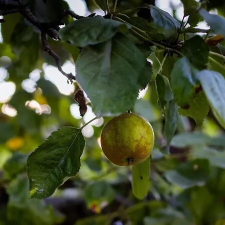 The Spacious Two-level 3appletrees Сasa de vacaciones Bohinj